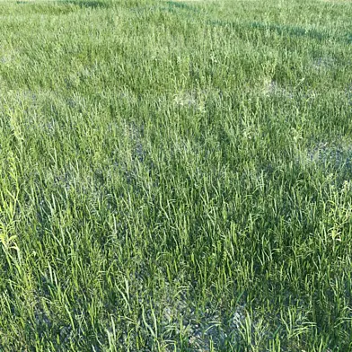 Plants_04