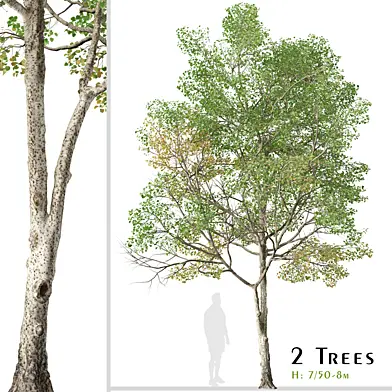 Set of Populus tremula Tree ( Eurasian aspen ) ( 2 Trees )