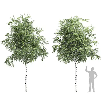 Birch tree set 2