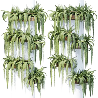 Round box fern