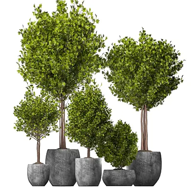 Modern collection indoor plants 005