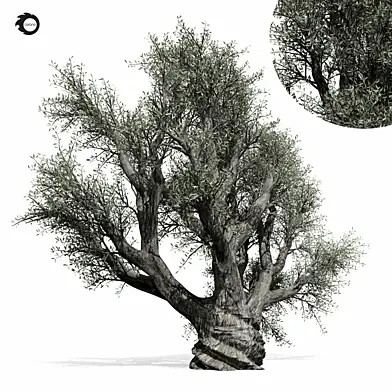 olive Tree 01