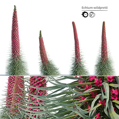 Echium wildpretii