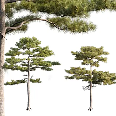 Pinus tabuliformis #2