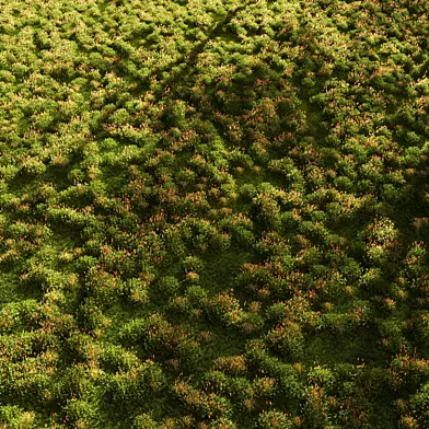 Grass set 01