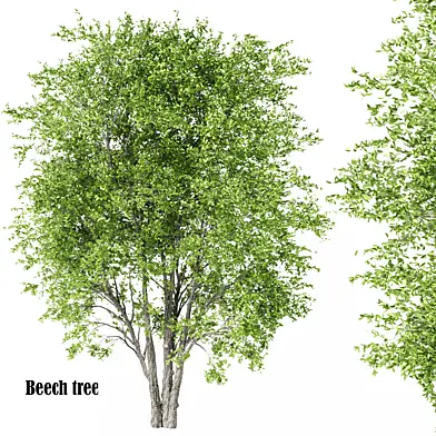 beech tree