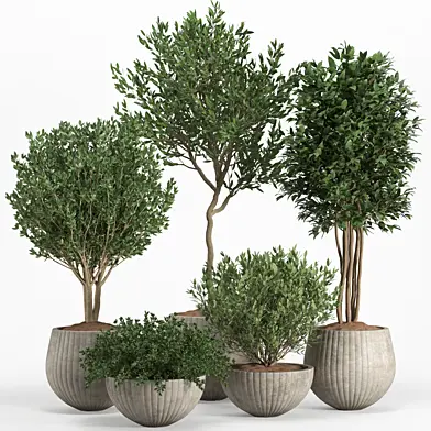 indoor plant set 11