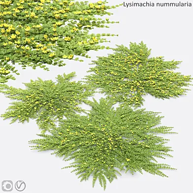 Lysimachia nummularia | Вербейник монетчатый