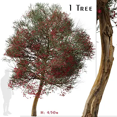 Leptospermum scoparium Tree ( Manuka )