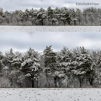 Панорама леса с заснеженными деревьями. 30k