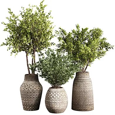 Indoor plant collection 22