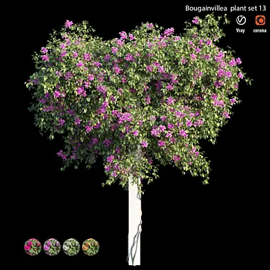 Bougainvillea plant set 13