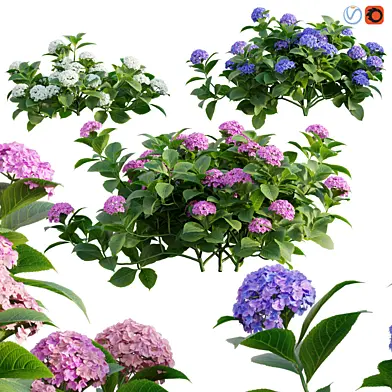 Hydrangea 02
