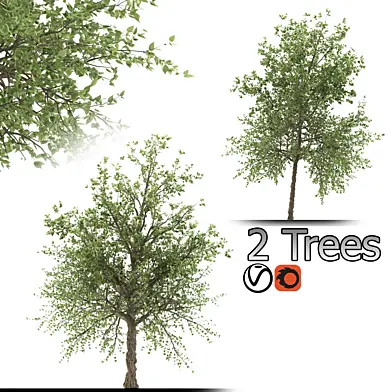 Taiwan beech Tree (2 Trees)
