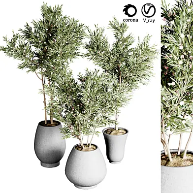 Collection Plants Indoor 24