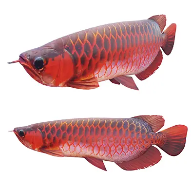 Red Dragon Fish