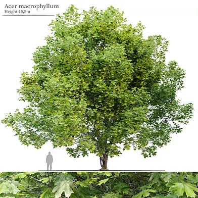 Acer macrophyllum