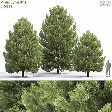 Pine