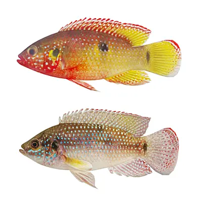 Hemichromis bimaculatus fish