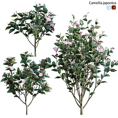 Camellia japonica - Japanese camellia