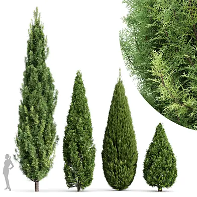 Real trees Rocky Mountain and chinensis Spartan Taylor and Mediterranean Cypress