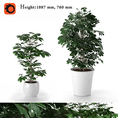 Шеффлера комнатное растение - Schéfflera