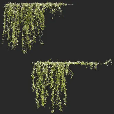 Ivy Plnats 16