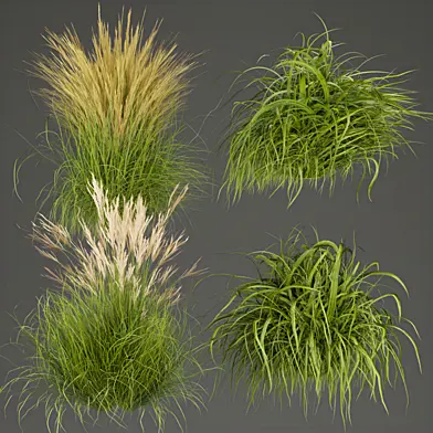 Collection plant vol 310 - grass -outdoor - leaf