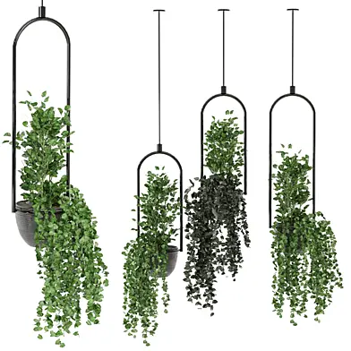 indoor hanging plants _set 237