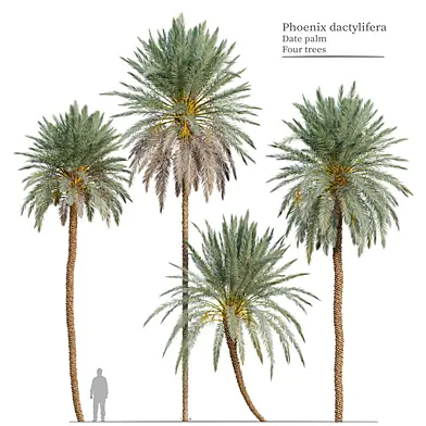 Phoenix dactylifera