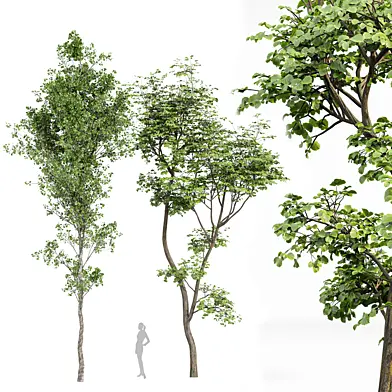 Beautiful Hazel leave trees