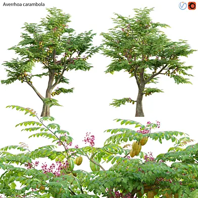 Averrhoa carambola - Starfruit tree