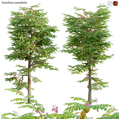 Averrhoa carambola - Starfruit tree 04