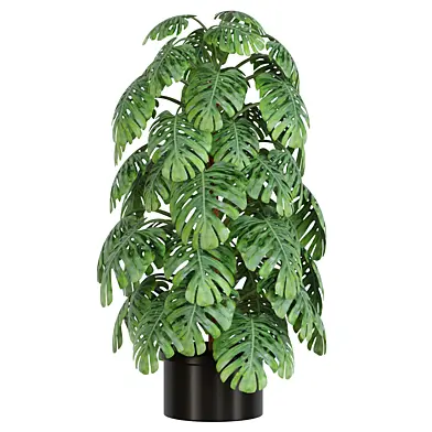 Monstera Plant