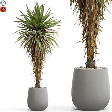 Plants collection 687