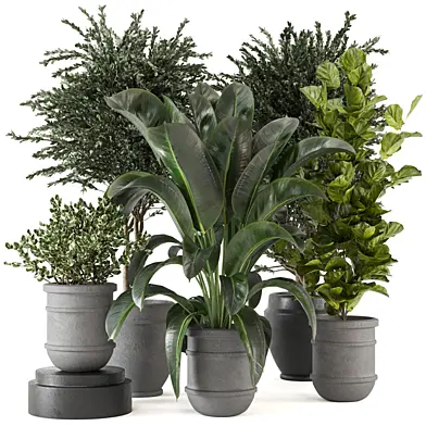 Indoor Plants Collection - Set 289