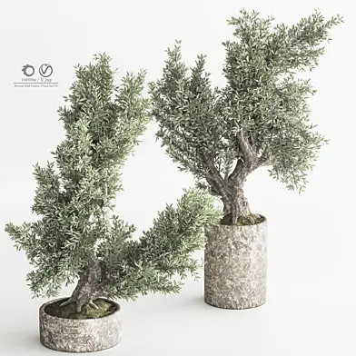Bonsai And Indoor Plant Set 44