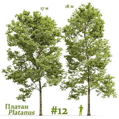 Платан / Sycamore / Platanus #12