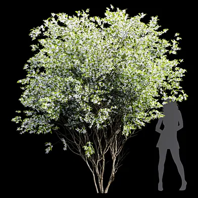 New Tree High Detail Amelanchier Lamarckii