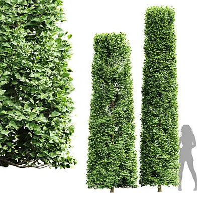 Tree High Detail Carpinus Betulus Broadleaf Cigarette