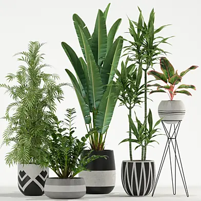 Plants collection 726