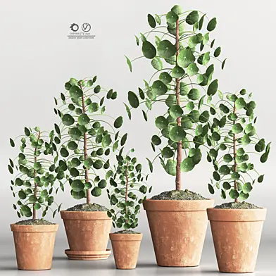 indoor plant collection set vol 64