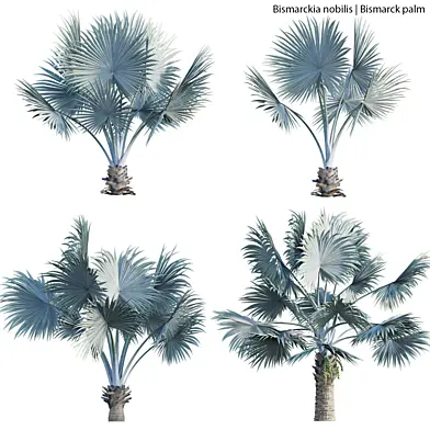 Bismarckia nobilis - Bismarck palm 01
