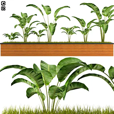 Box Banana Plant