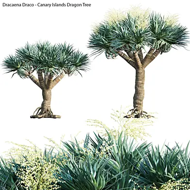 Dracaena Draco - Canary Islands Dragon Tree