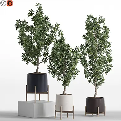 Plants collection 738