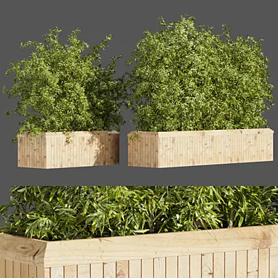 Collection plant vol 362 - bamboo - leaf - outdoor - 3dmodel - box plant - wood