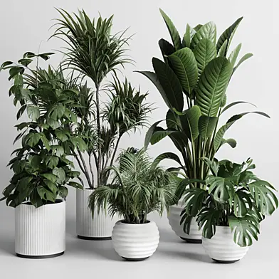 Collection indoor plant 256 pot plam ficus rubbery monstera