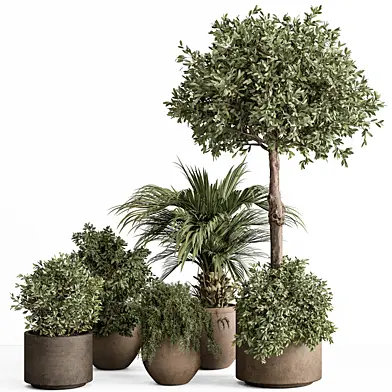 indoor Plant Set 420 - Tree and Bush