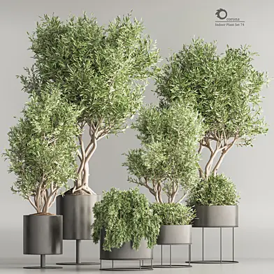 Indoor Plant Set 74(Corona)